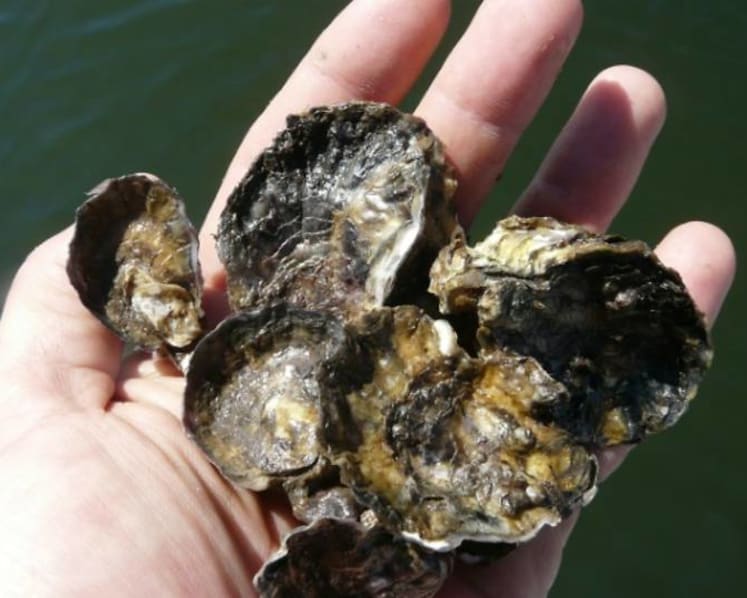 Commentary: The ocean is changing – it’s getting more acidic
