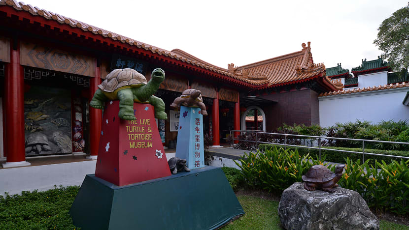Second wind for Live Turtle and Tortoise Museum at Chinese Gardens?