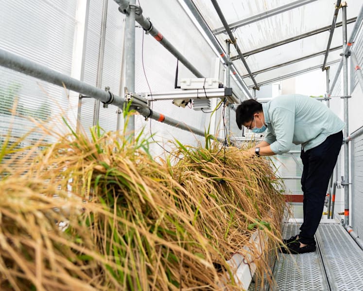 As temperatures rise, Singapore races to find solutions to secure its food supply