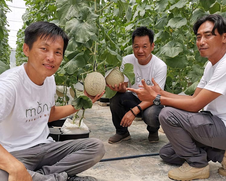 Meet the Malaysian ‘agropreneurs’ growing S$200 Japanese muskmelons