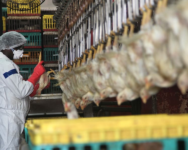 Travellers divided over ban on poultry from countries with avian flu risk