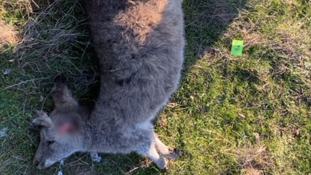澳洲65只袋鼠被射杀或撞死 当局怀疑是非法杀害