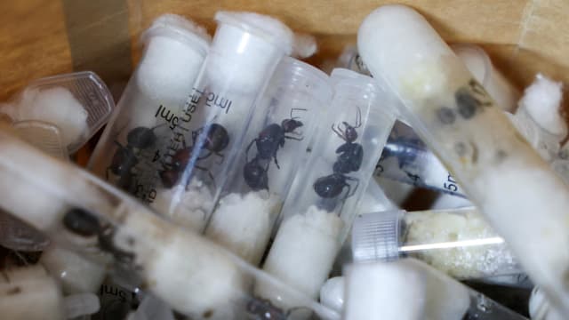 涉走私5000只蚂蚁 两青年肯尼亚被捕