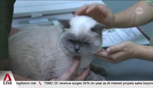 Vet group warns new rules may trigger higher costs for pet owners 