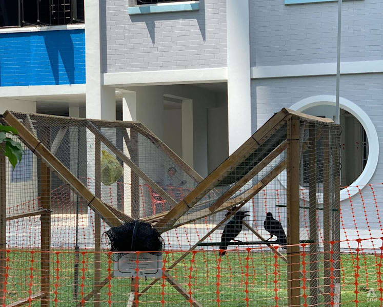 NParks rolls out crow trap, CCTV camera in Toa Payoh after receiving feedback
