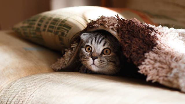 猫只管理框架推出后 将扩大宠物保险覆盖范围