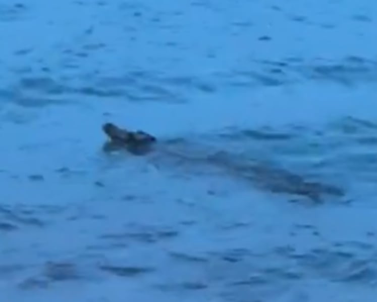 Crocodile spotted in waters off Sentosa, water activities at beaches halted