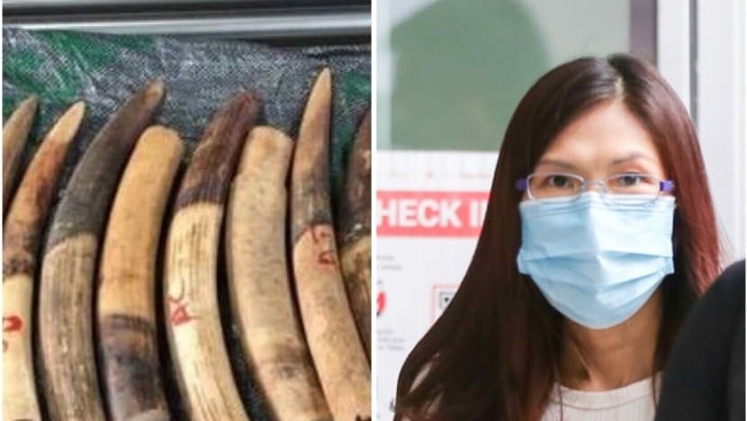 Trading firm director convicted of illegally importing 1,787 elephant tusks into Singapore