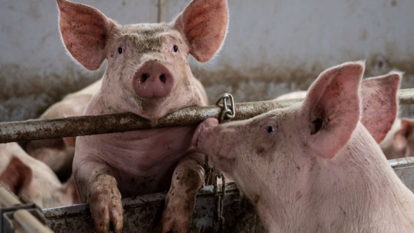 Butcher dies after struggle with pig at Hong Kong slaughterhouse 