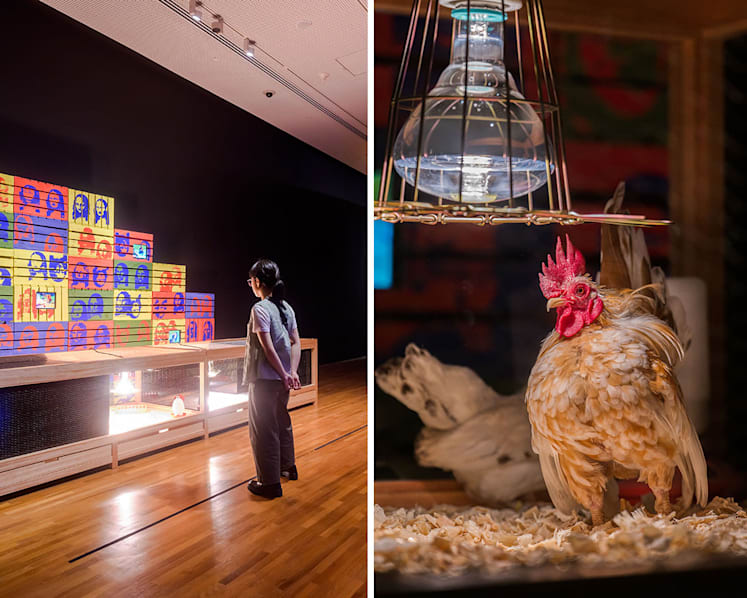 Use of live chickens in National Gallery S'pore art show raises concerns for some, despite steps to protect the animals