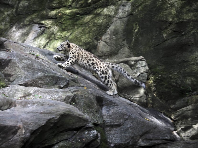 Snow leopard born in Bronx Zoo makes debut
