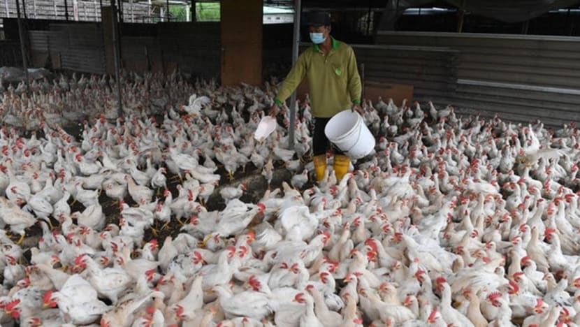 Malaysia’s agriculture ministry to expedite subsidy payments to chicken breeders to ensure domestic supply Malaysia’s agriculture ministry to expedite subsidy payments to chicken breeders to ensure domestic supply
