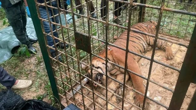 霹雳州学院附近老虎出没 当局一周后捕获94公斤雌虎