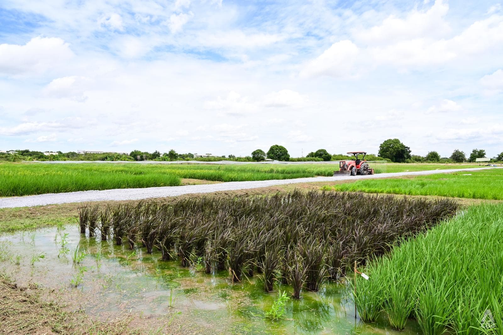 Rice farmers rejoicing but consumers frowning in Thailand amid global price spikes and shortages Rice farmers rejoicing but consumers frowning in Thailand amid global price spikes and shortages