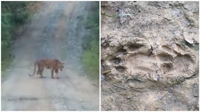 马国彭亨乡区老虎频现 逾300村民担惊受怕