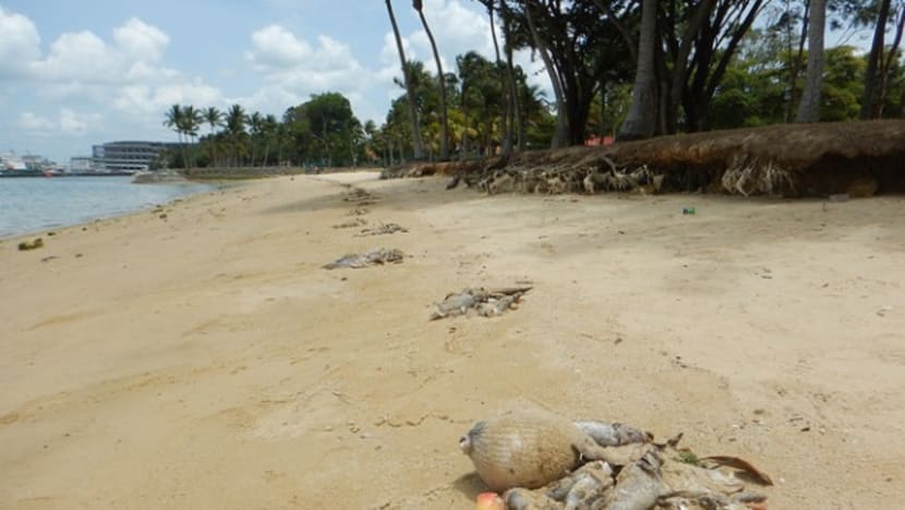 Up to 600 tonnes of fish lost to algal bloom: AVA