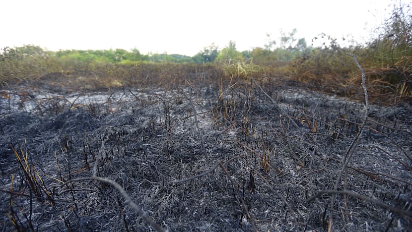 Fire breaks out at Punggol field
