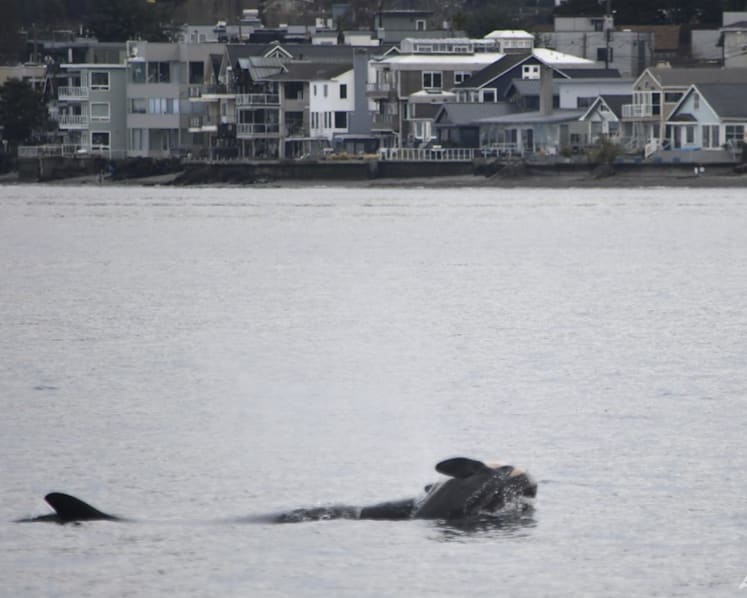 An orca that carried her dead calf for weeks in 2018 is doing so once again
