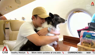 Singapore-based airline offers cabin flights for animals at a premium