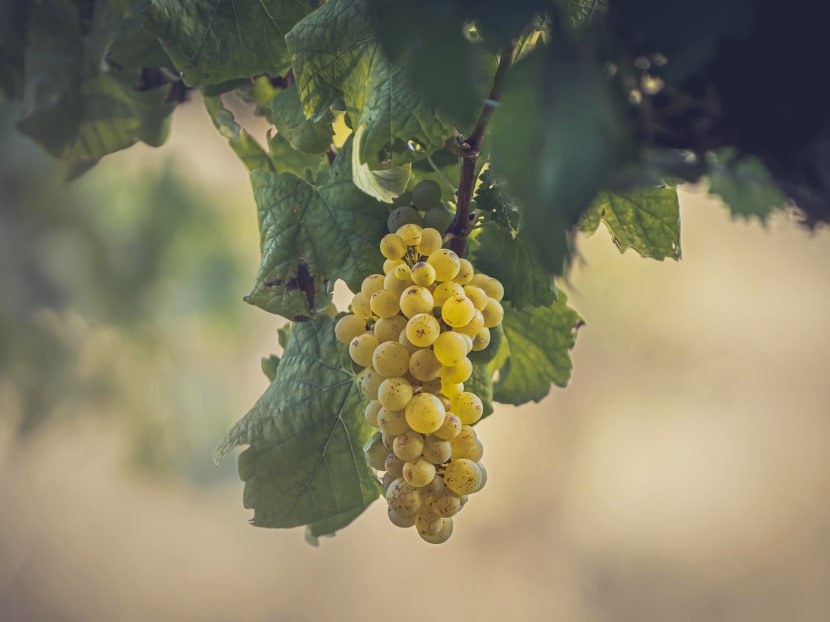 Everything you need to know about old vine wines and what makes them truly special