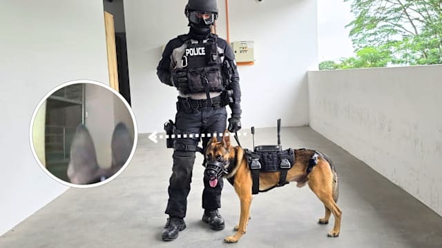 警方试行警犬摄像系统 实时画面助警员掌握现场