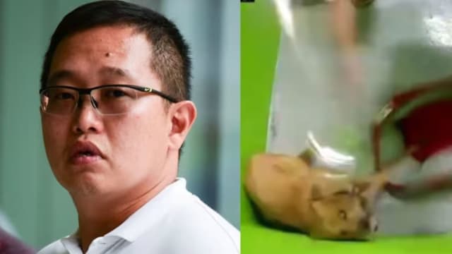 用铁碗不停暴打 训犬师被控虐狗