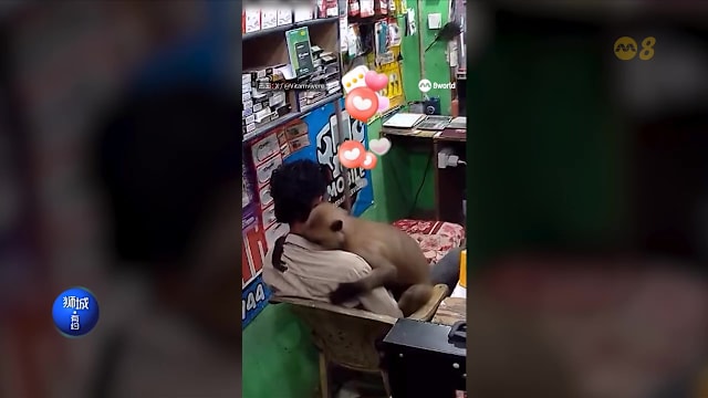 狮城有约 | 野猴撒娇讨抱抱 肯尼亚高楼惊险垮塌