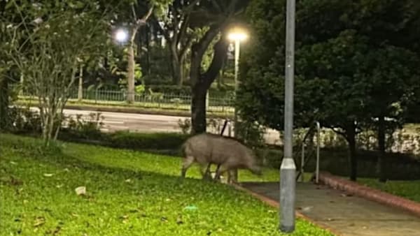 NParks berdepan 2 saman atas dakwaan cuai sabit serangan babi hutan, tersandung di Kebun Bunga