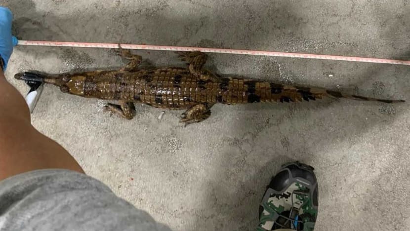 Man fined for trying to sell endangered crocodile, keeping hedgehogs as pets