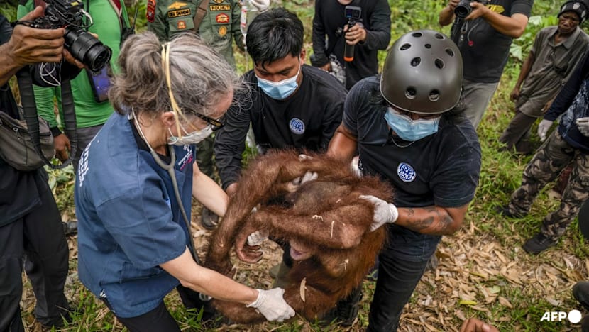Indonesia rescues six orangutans from fires in a week