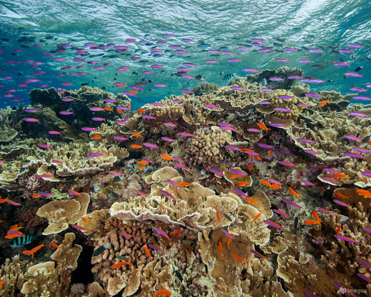Australia pledges US$704 million to save Great Barrier Reef