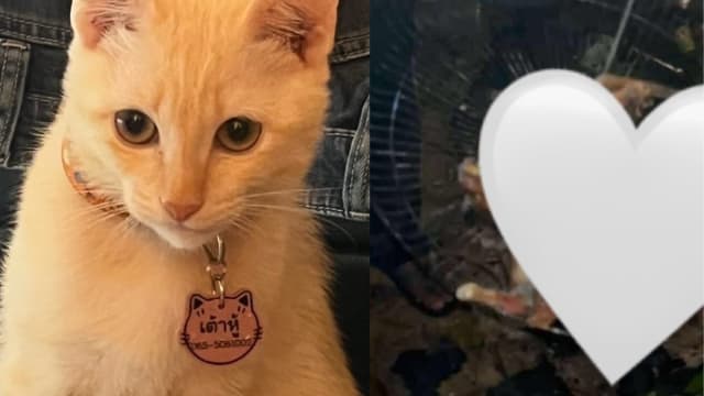 泰国清洁工烧烤死猫 宠物主人要回猫尸却遭索“领尸费”