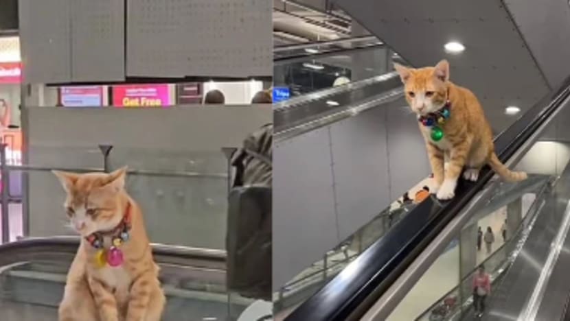 Penangan 'Oyen' tarik pelancong sejauh beribu batu ke Bangkok; jadi daya tarikan Lapangan Terbang Suvarnabhumi Penangan 'Oyen' tarik pelancong sejauh beribu batu ke Bangkok; jadi daya tarikan Lapangan Terbang Suvarnabhumi