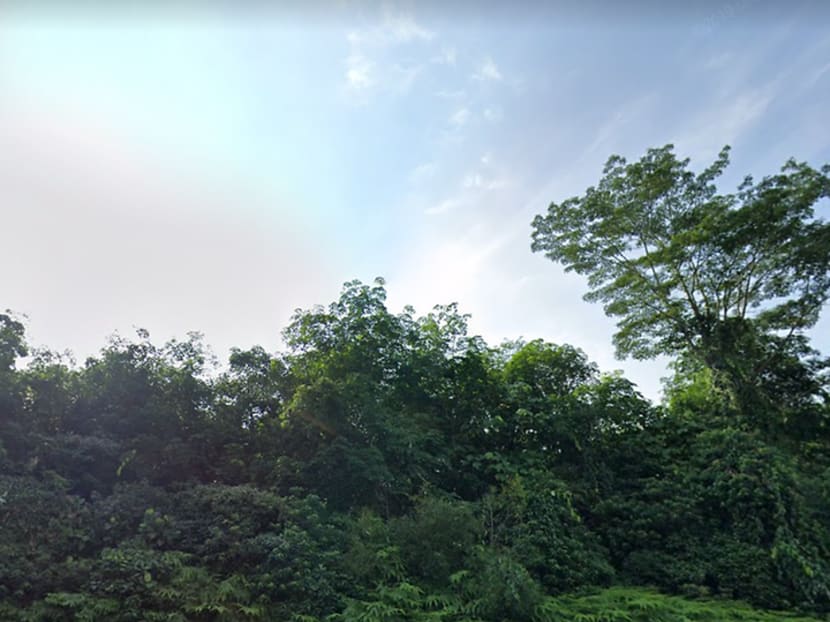 The Dover Forest debate: Can nature and development co-exist in urbanised Singapore?