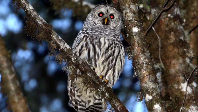 Lawmakers urge Trump administration to cancel owl-killing plan, say it would cost too much Lawmakers urge Trump administration to cancel owl-killing plan, say it would cost too much