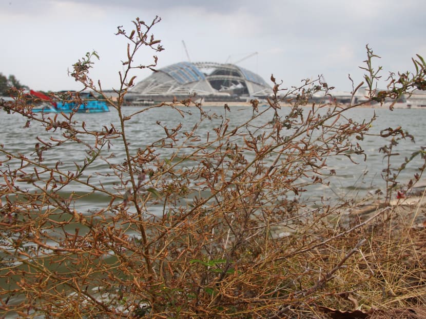 A young plant with dried out branches and leaves at Kallang Riverside Park on Feb 4, 2014. Photo: Don Wong