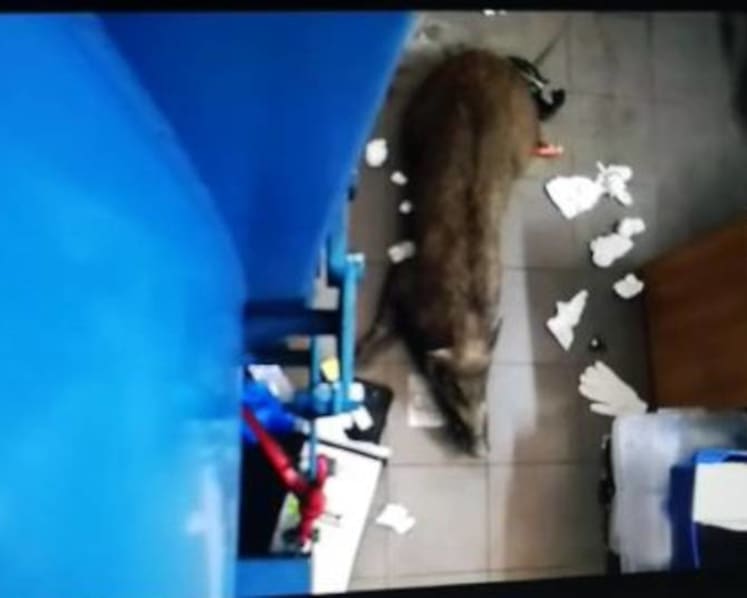 Punggol Secondary students told to be vigilant after boar injures school employee: Principal