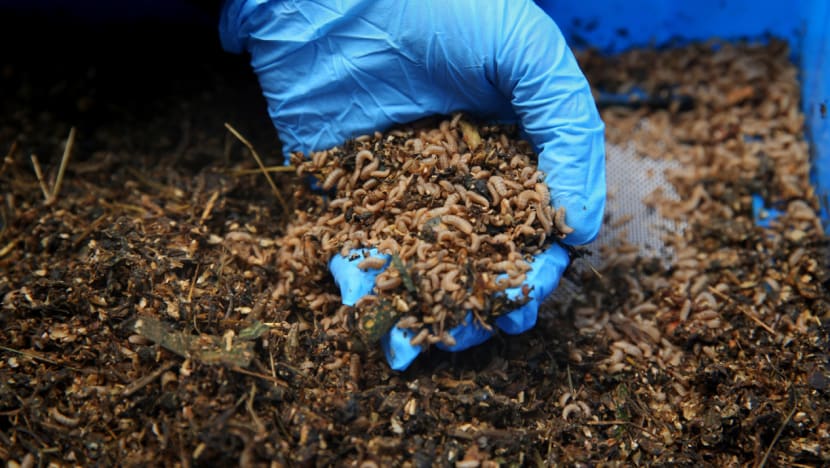 At Mandai zoo, these sex-crazed ‘soldiers’ are being studied to help process lion and tiger dung