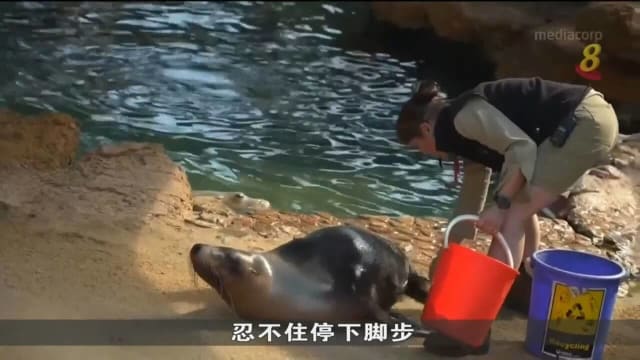 为收集海狮数量和数据 澳洲近期推出数海狮公民科学项目