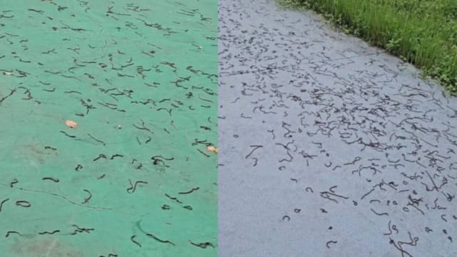 屏东蚯蚓大规模窜出地面  台网友惊呼：太可怕了！