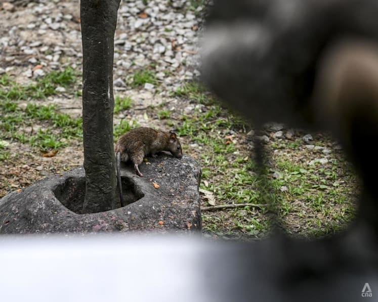 Rising rat problem sparks NEA call for better refuse management; more enforcement action taken