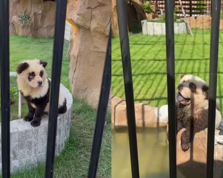 'Strange animals’: Chinese internet users ridicule and slam Guangdong zoo’s move to disguise dogs as pandas 