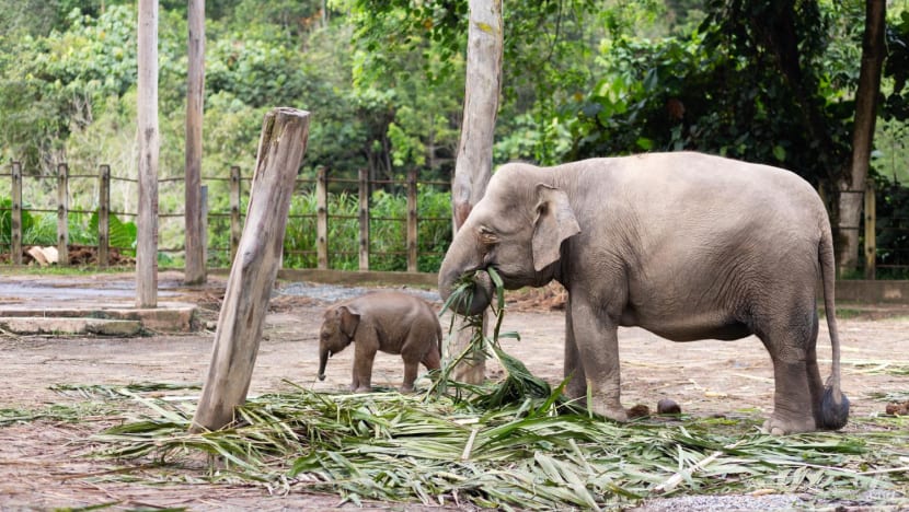 Usaha lindungi gajah terancam di Sabah raih tumpuan selepas pengendali mati diserang Usaha lindungi gajah terancam di Sabah raih tumpuan selepas pengendali mati diserang