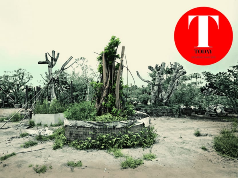 The tree amigos: S’poreans and their fave trees in photo show