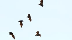 Related article image