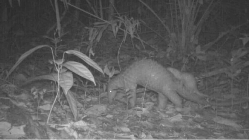 Nature group seeks more information on impact of Cross Island Line site investigations