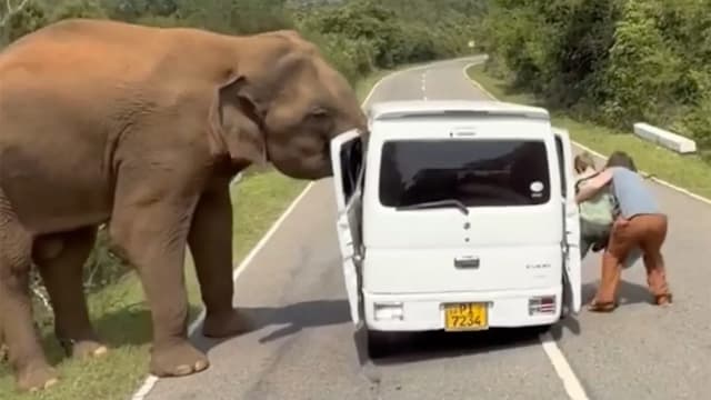 大象为食物袭观光车扯车门 吓坏游客跳车逃