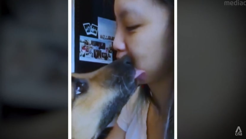 Meet Butter, a dog that can potentially save its diabetic owner's life Meet Butter, a dog that can potentially save its diabetic owner's life