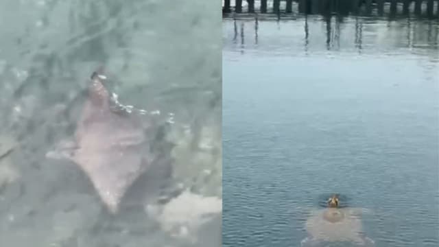 圣淘沙海域惊现魟鱼和海龟身影 