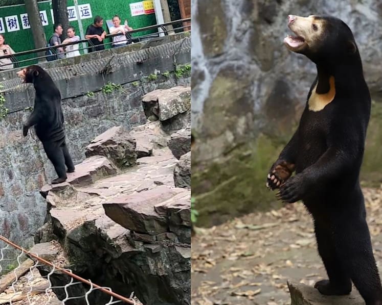 Our bears are real, a Chinese zoo says, denying they are 'humans in disguise'